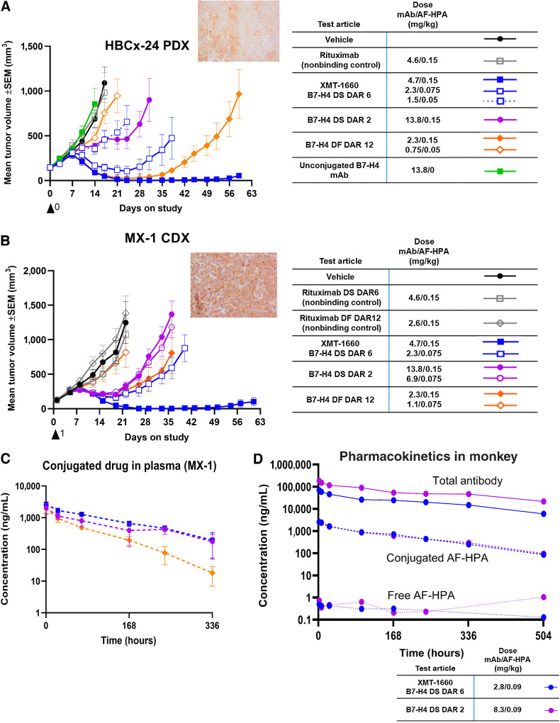 Figure 3. In vivo profile comparison of B7-H4 ADCs. A, Antitumor activity of B7-H4 ADCs in HBCx-24 PDX model. Inset, B7-H4 IHC. B, Antitumor activity of B7-H4 ADCs in MX-1 breast cancer cell line model. Inset, B7-H4 IHC. C, Plasma levels of conjugated drug in MX-1 tumor-bearing animals following a single administration of ADC at 0.15 mg/kg payload. Refer to legend in part B. D, Plasma levels of three analytes in cynomolgus monkeys following a single administration of ADC at 0.09 mg/kg payload. Blue, XMT-1660 DAR 6 DS; purple, DAR 2 DS.