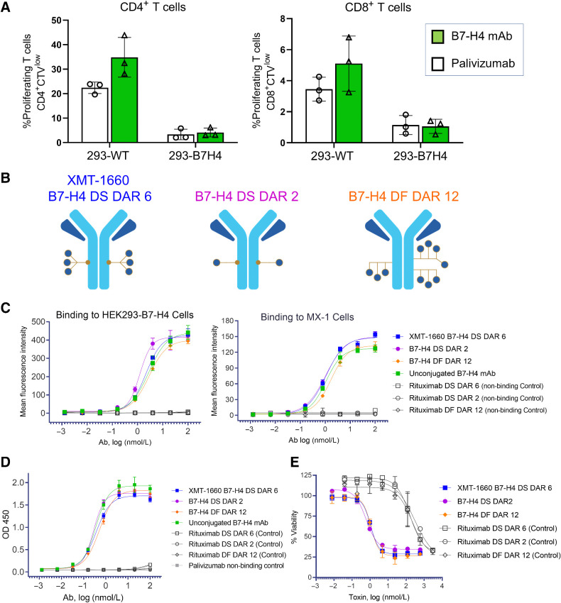 Figure 2. In vitro characterization of B7-H4 ADCs. A, The anti–B7-H4 antibody does not block the functional activity of B7-H4 ligand. HEK293 or HEK293-B7-H4 cells were incubated with 10 nmol/L antibody (B7-H4 or nonbinding control) prior to the addition of CellTrace Violet-labeled CD3+ T cells and CD3/CD28 T-cell Activator. T cell proliferation was determined after 4-day incubation. Data represent the mean (± standard deviation) of triplicate samples. B, Schematics of the B7-H4–targeted ADCs evaluated in this study: site-specific DS DAR 2 and DAR 6, and DF DAR 12. C, Binding of ADCs to HEK293-B7-H4 cells and MX-1 breast cancer cells. Flow cytometry analysis was performed with B7-H4 ADCs, unconjugated antibody, and nonbinding control ADCs. D, Binding of ADCs to recombinant human B7-H4 protein. ELISA was performed with B7-H4 ADCs, unconjugated antibody, and non-binding control ADCs. E, B7-H4 ADCs elicit target-dependent cytotoxicity. HEK293-B7-H4 cells were incubated with test article for 3 days, and viability was measured with CellTiter-Glo.