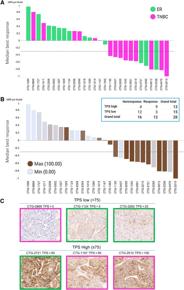 Figure 5. XMT-1660 activity across a panel of breast cancer PDX. A, Waterfall plot of MBR among n = 3 per PDX model. Pink bars, TNBC. Green bars, ER+ breast cancer. B, The data from part A shown with B7-H4 IHC score in each model. Inset, responsive (MBR ≤ −0.3) and nonresponsive tumors when categorized by B7-H4 IHC as low TPS (< 75) or high TPS (≥75). C, Representative B7-H4 IHC images from pink (TNBC) and green (ER+) PDX models with low TPS (<75) and high TPS (≥75).