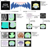 Extended Data Fig. 5