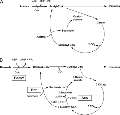 Fig 5