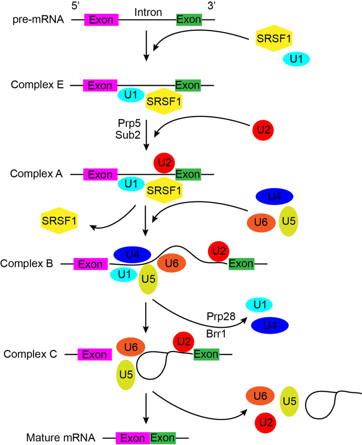 Figure 1