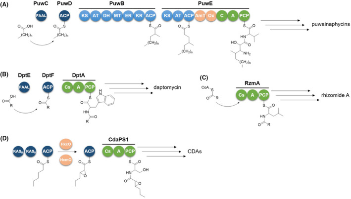 FIGURE 1