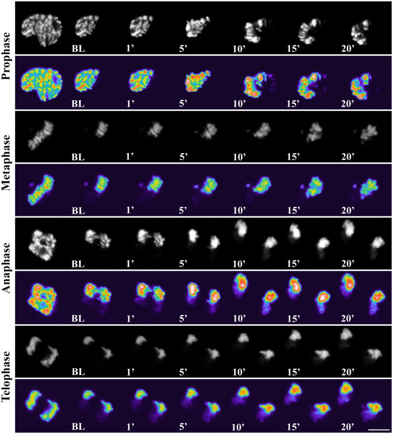 Figure 6.