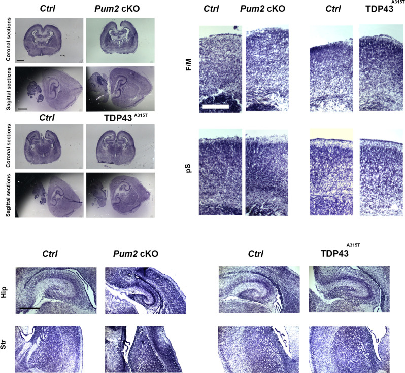 Figure 1—figure supplement 3.