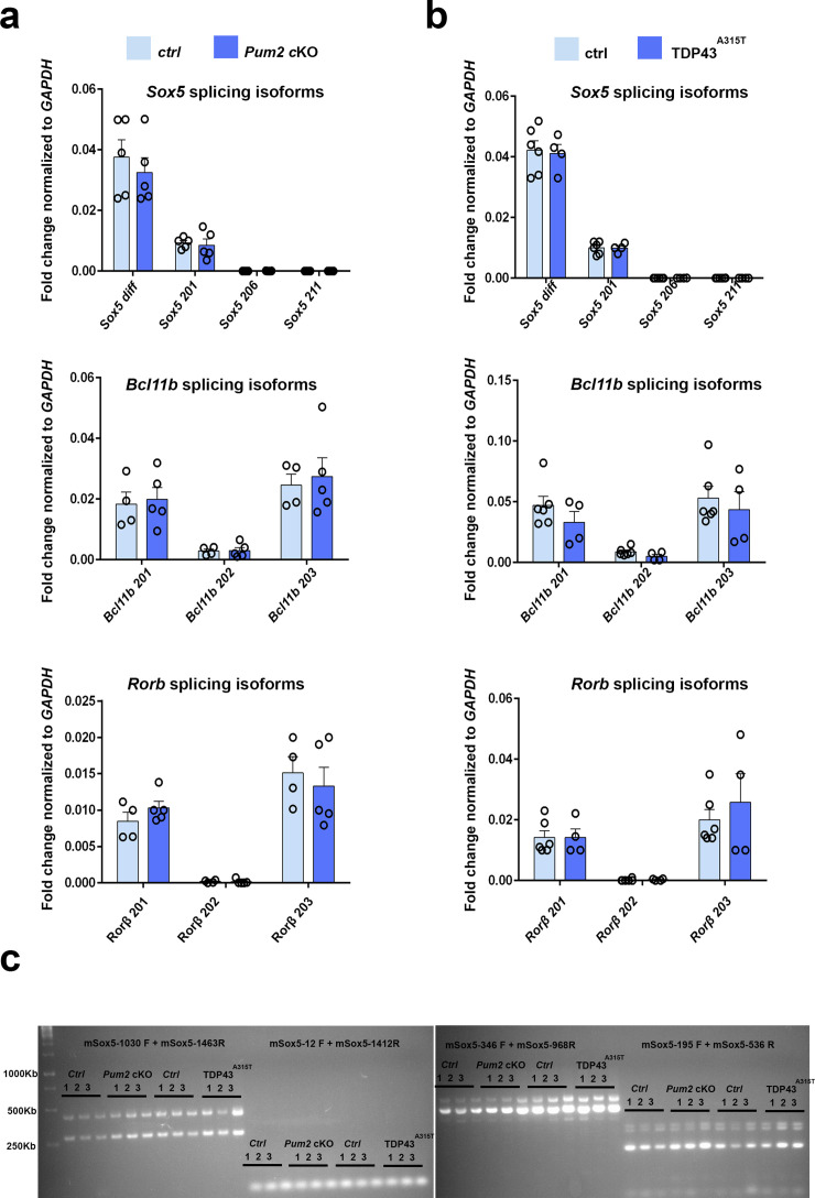 Figure 9—figure supplement 1.