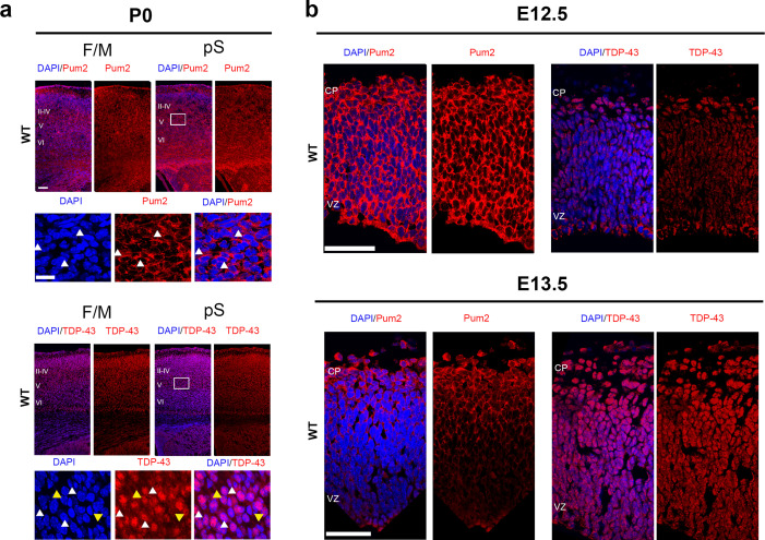 Figure 10—figure supplement 1.