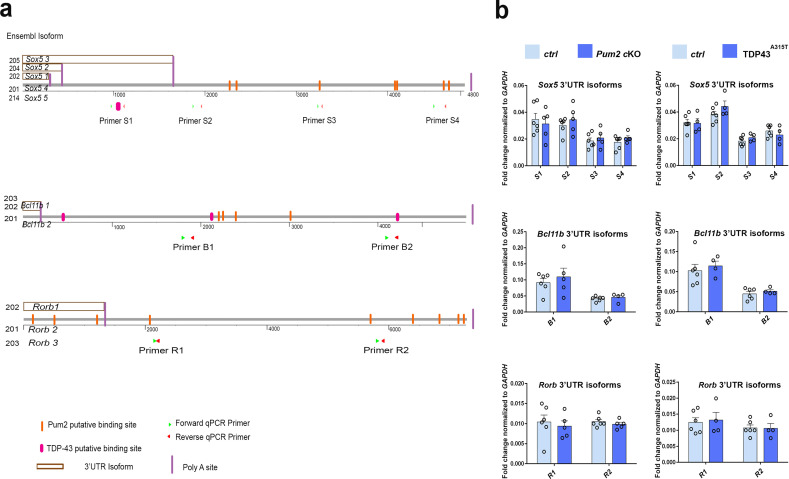 Figure 9—figure supplement 2.