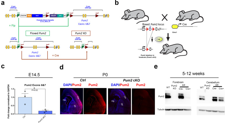 Figure 1—figure supplement 1.