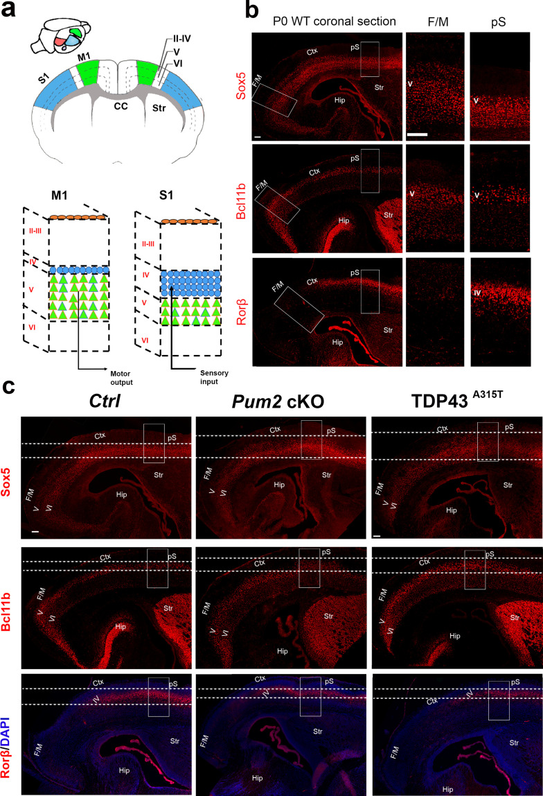 Figure 1—figure supplement 4.