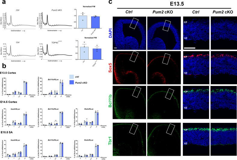 Figure 9—figure supplement 3.