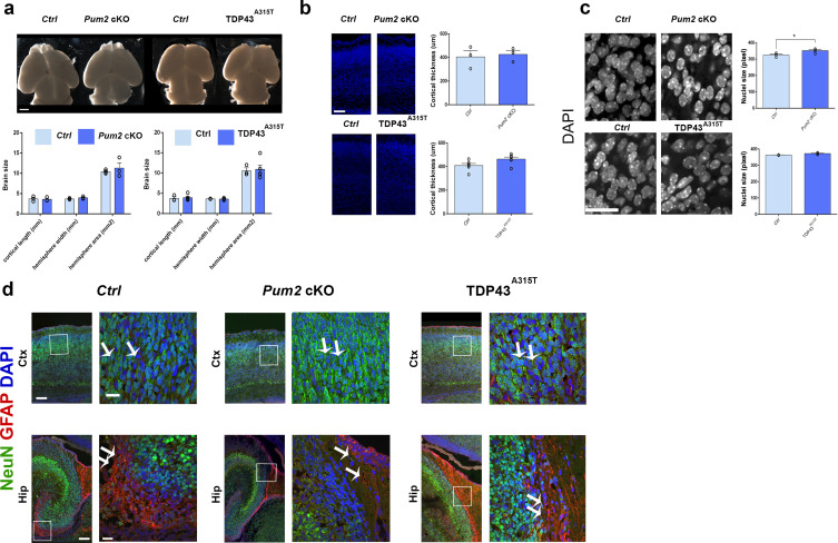 Figure 1—figure supplement 2.