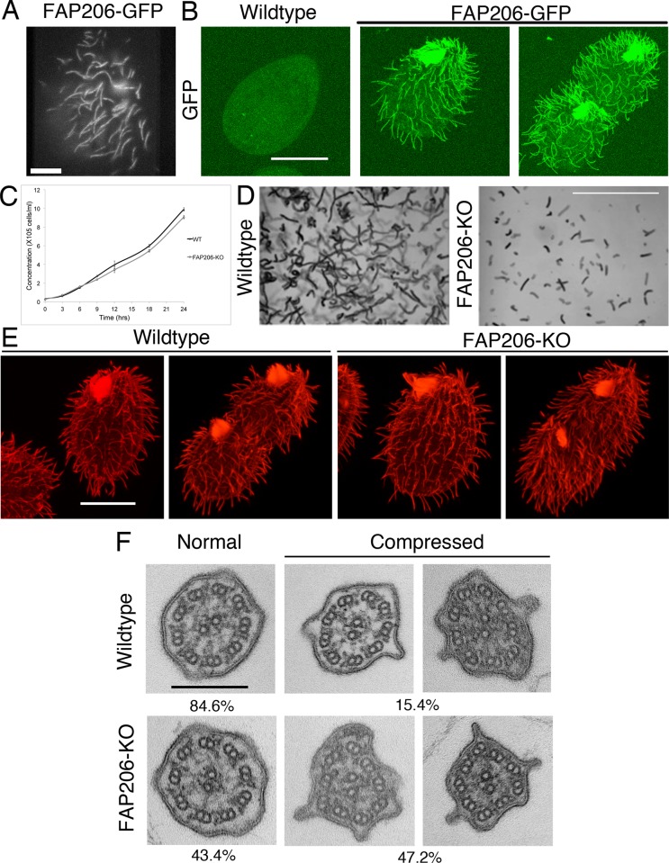 FIGURE 1: