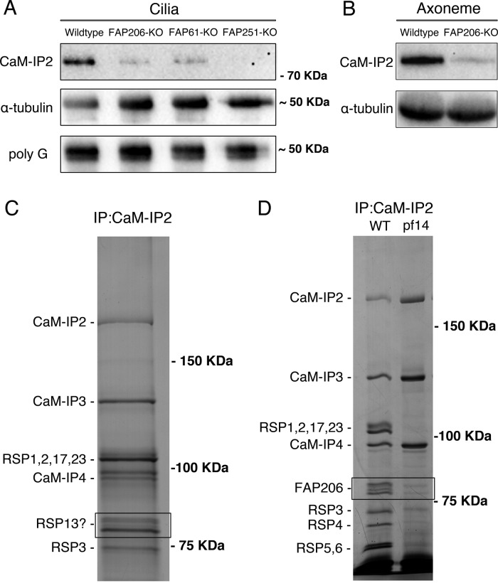 FIGURE 7: