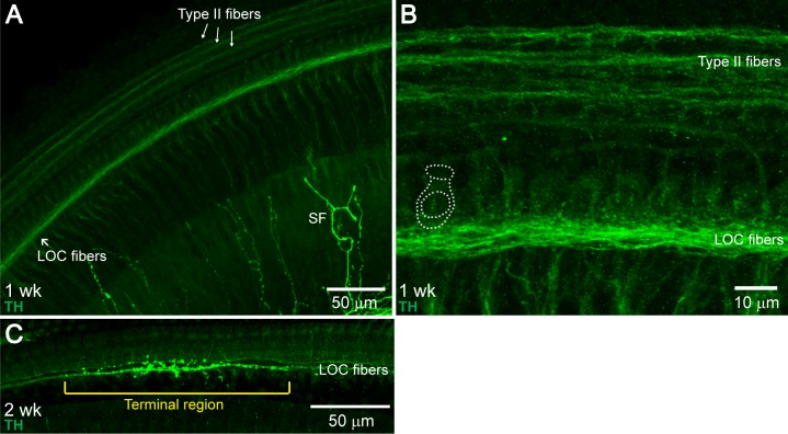 Figure 2—figure supplement 1.