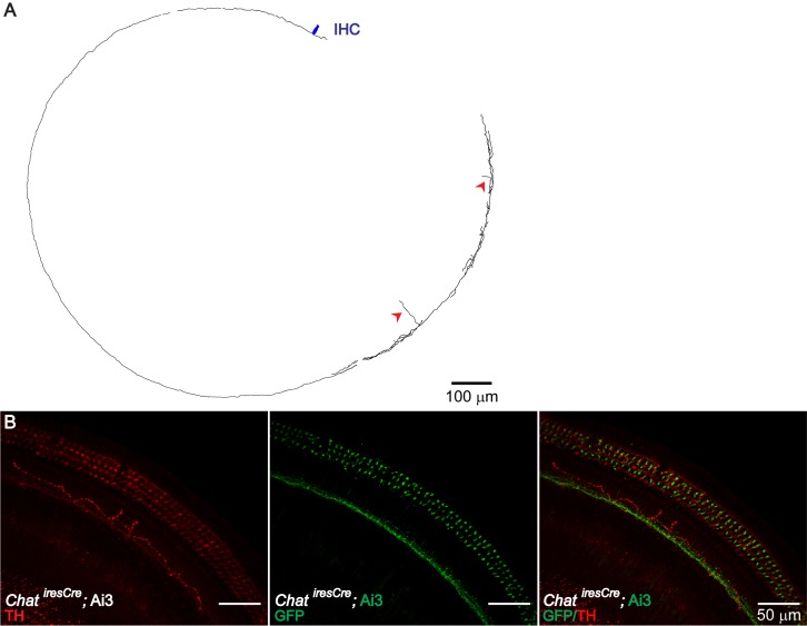 Figure 3—figure supplement 2.