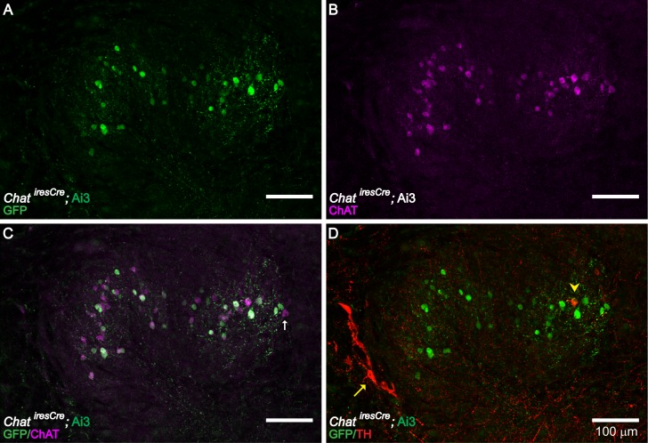 Figure 3—figure supplement 1.