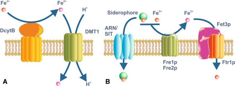 Fig. 2