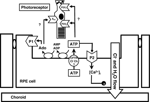 Fig. 1