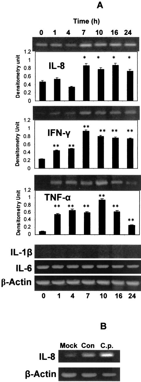 FIG. 1.