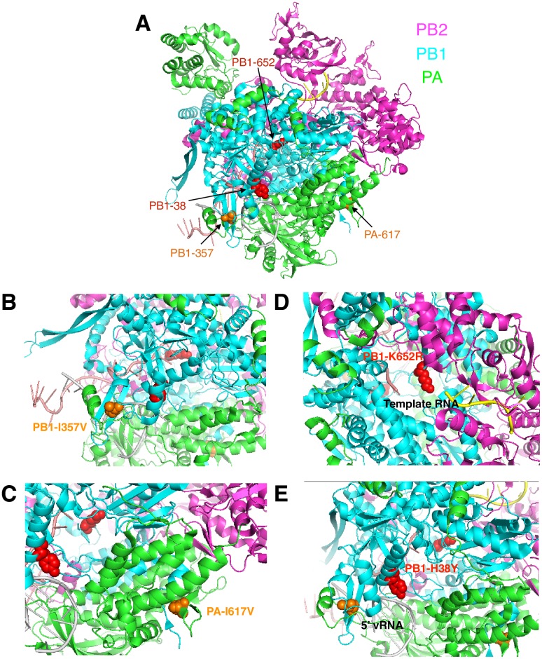 Fig 6