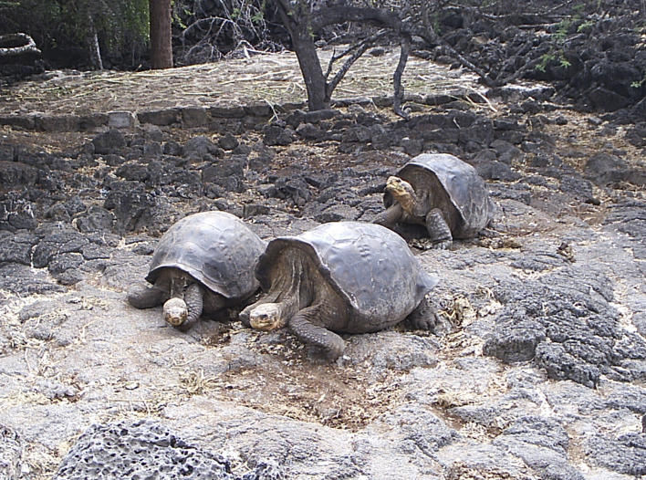 Giant tortoises at the Darwin Station on Isla Santa Cruz in the Galápagos Islands. (Photo: Catriona MacCallum)