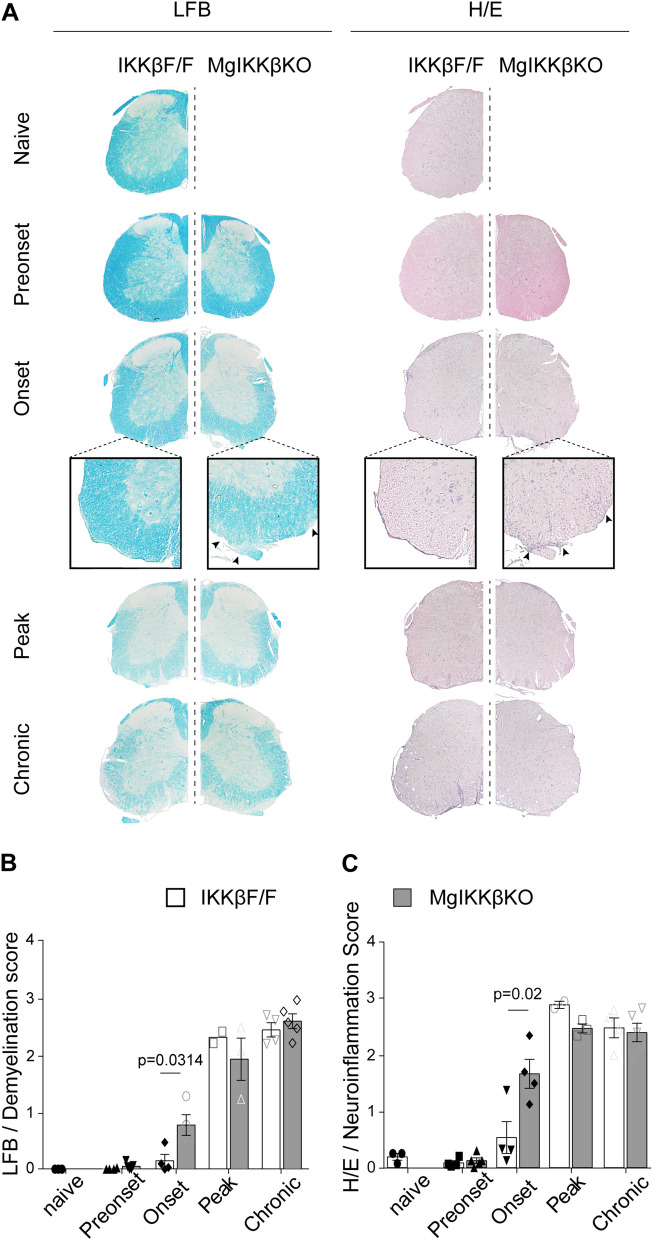 Fig. 4