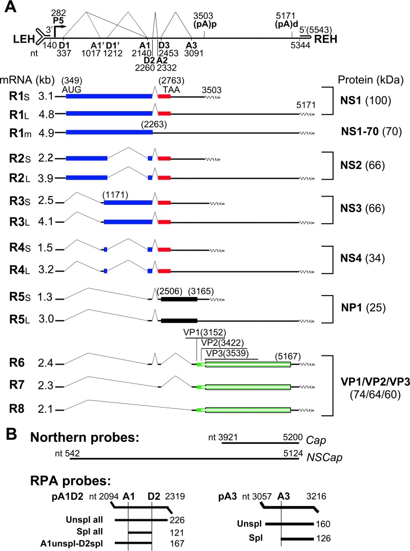 FIG 1