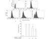 A: Flow cytometry was used to measure fibrinogen binding to collagen (2.5 μg/mL)-stimulated platelets after treatment with (a) Resting, (b) Vehicle, (c) 25 μg/mL <italic>S. tenuifolia</italic>, (d) 50 μg/mL <italic>S. tenuifolia</italic>, and (e) 100 μg/mL <italic>S. tenuifolia</italic>. B: Bar graph summarizing the inhibitory effect of <italic>S. tenuifolia</italic> extract on fibrinogen binding to integrin α<sub>Ⅱb</sub>β<sub>3</sub>. Results represent the mean±SEM of experiments performed on four independent days with <italic>n</italic>=1 on each day. <sup>***</sup><italic>P</italic><0.001 <italic>vs.</italic> control.
