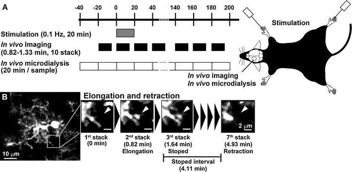 Fig. 1