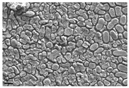graphic file with name antibiotics-13-01227-i003.jpg
