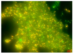 graphic file with name antibiotics-13-01227-i004.jpg