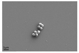 graphic file with name antibiotics-13-01227-i001.jpg