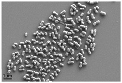 graphic file with name antibiotics-13-01227-i002.jpg