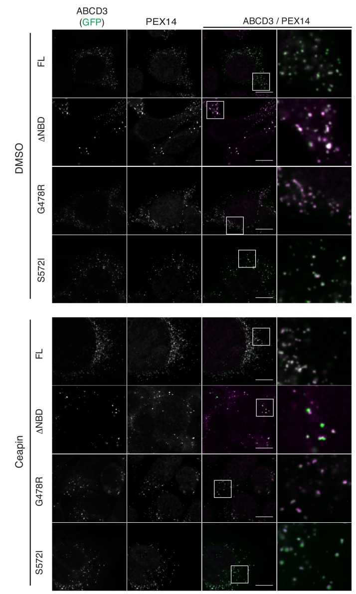 Figure 5—figure supplement 2.