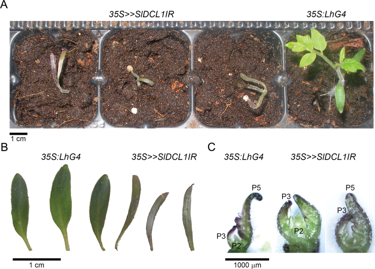 Fig. 2.