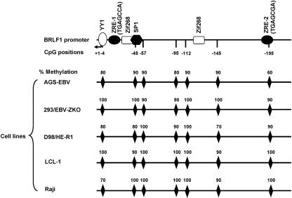 FIG. 1.