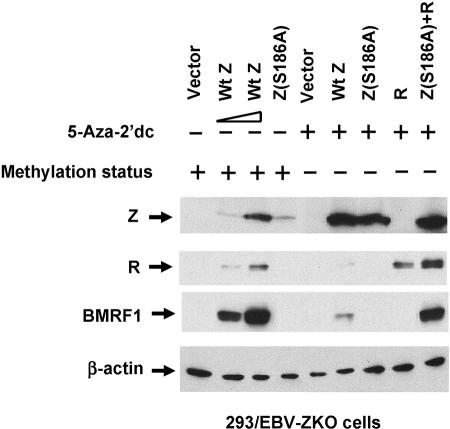 FIG. 7.