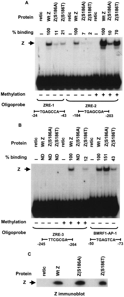 FIG. 2.