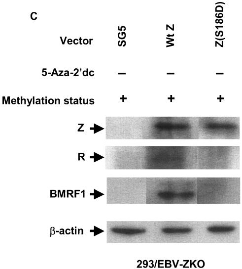 FIG. 8.