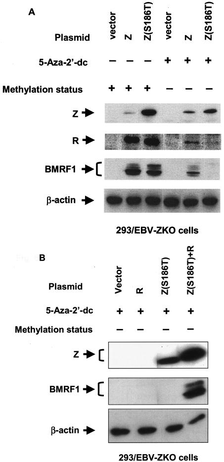 FIG. 6.