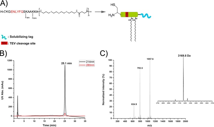 FIGURE 2.