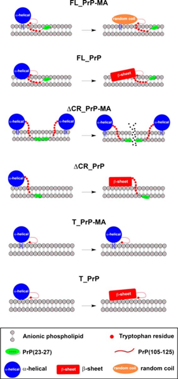 SCHEME 1.