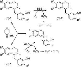 Scheme 3