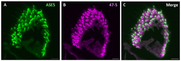 Figure 7