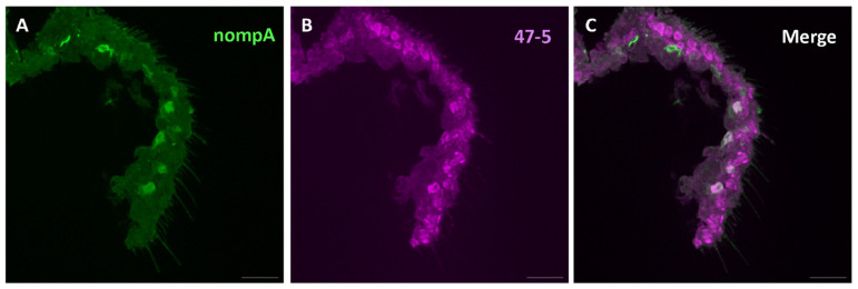 Figure 6