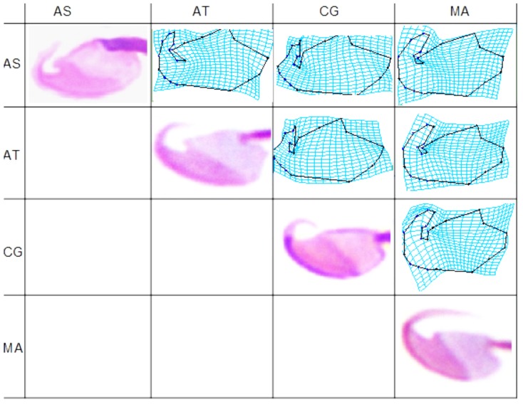 Figure 5