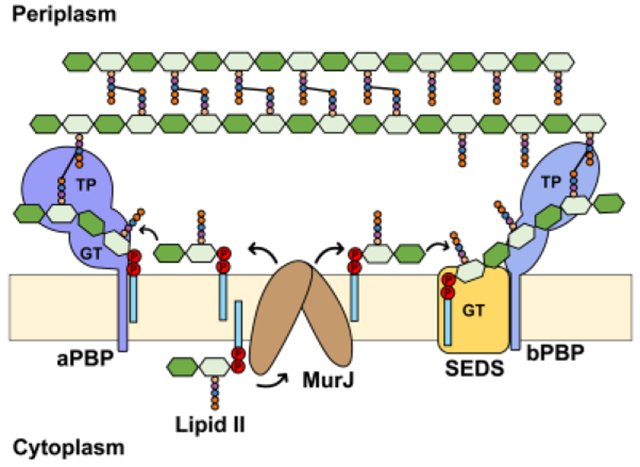 graphic file with name nihms-1801068-f0012.jpg