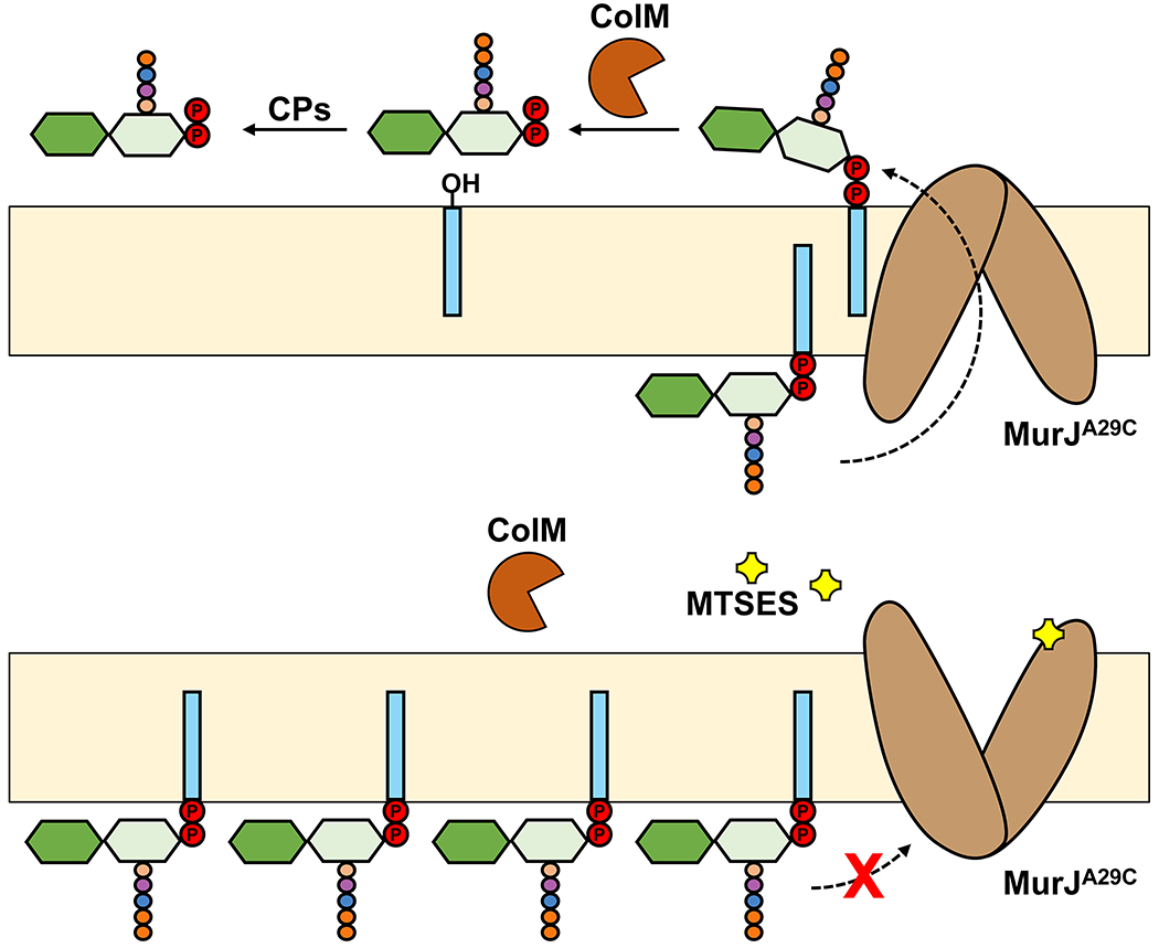 Figure 5.