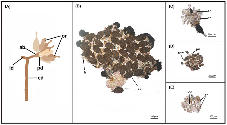 Fig. 7